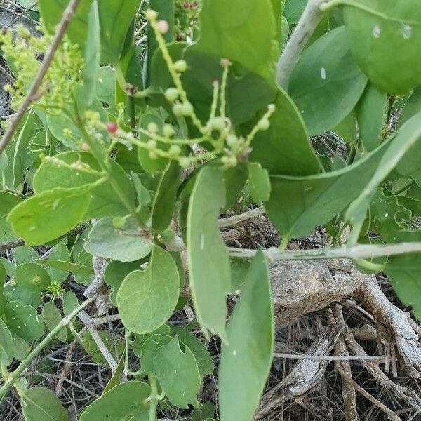 Salvadora persica Blatt