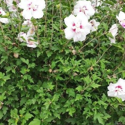 Hibiscus syriacus Hàbitat