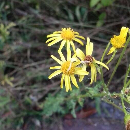 Jacobaea erucifolia Blomst