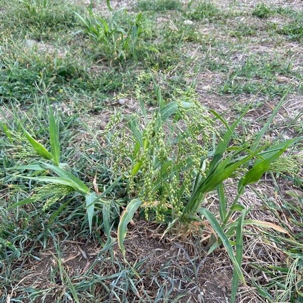 Panicum miliaceum Vivejo