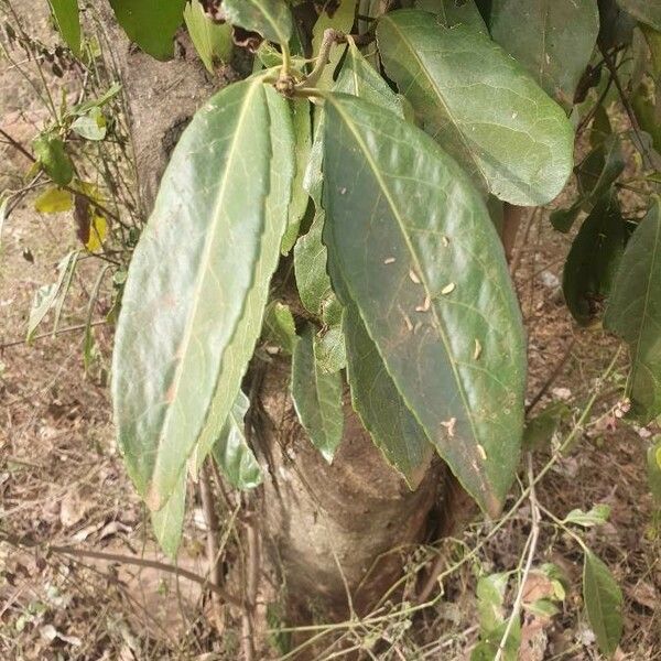 Elaeodendron buchananii 叶