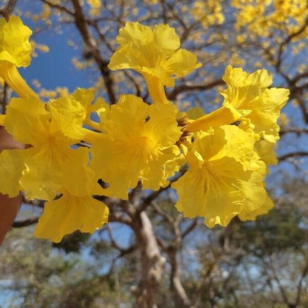 Handroanthus ochraceus Flower