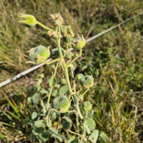 Abutilon pannosum Fruto