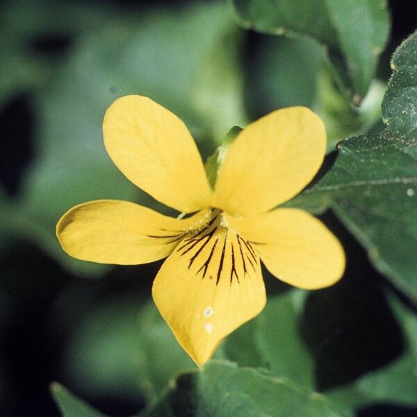 Viola glabella Floare