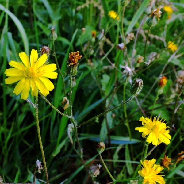 Crepis tectorum Flower