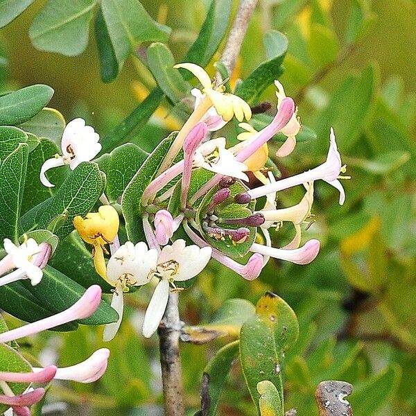 Lonicera implexa Blüte