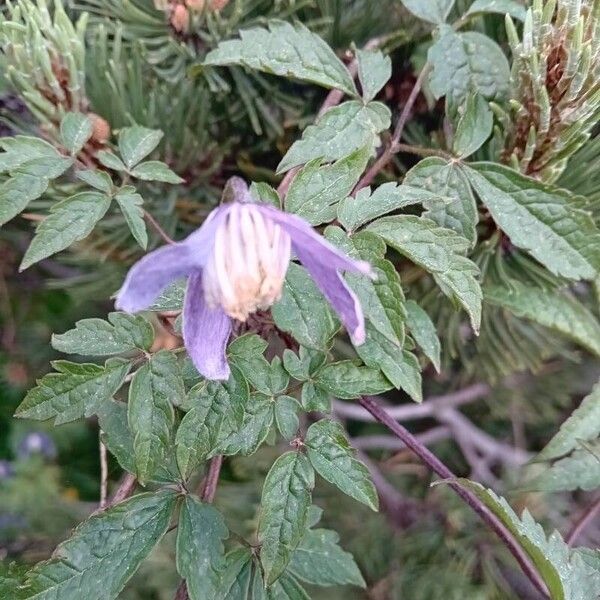 Clematis alpina Outro