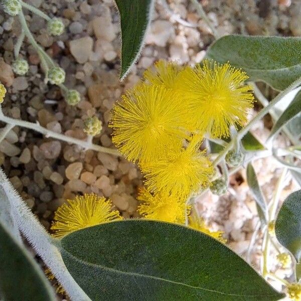 Acacia podalyriifolia Kukka