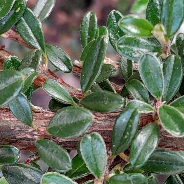 Cotoneaster microphyllus Foglia