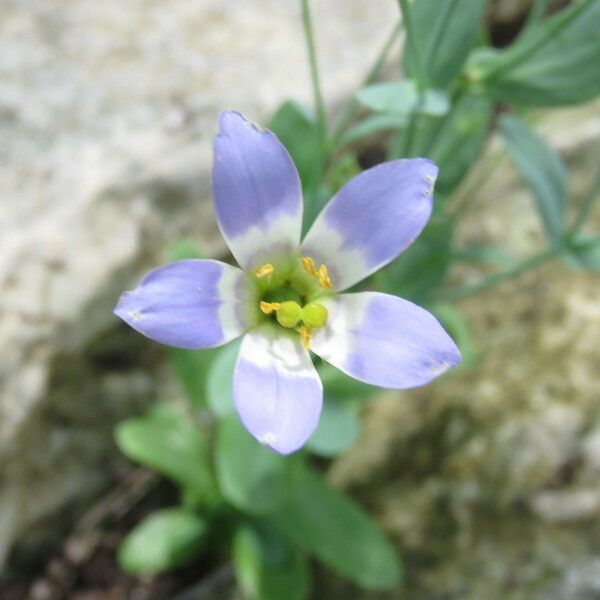 Eustoma exaltatum Цвят