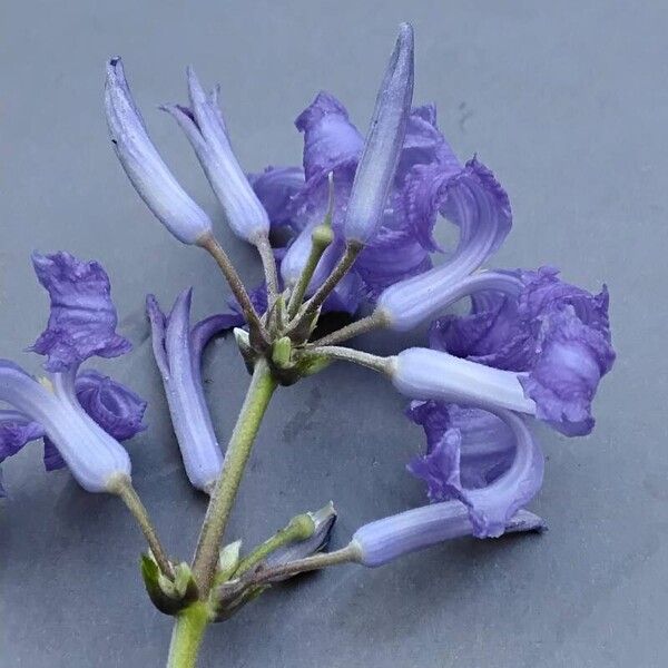 Clematis heracleifolia Flower