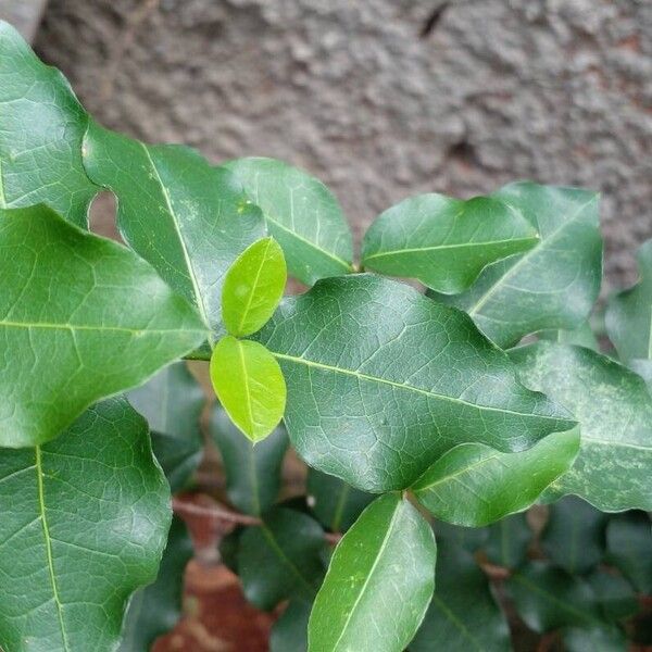 Malpighia emarginata Frunză