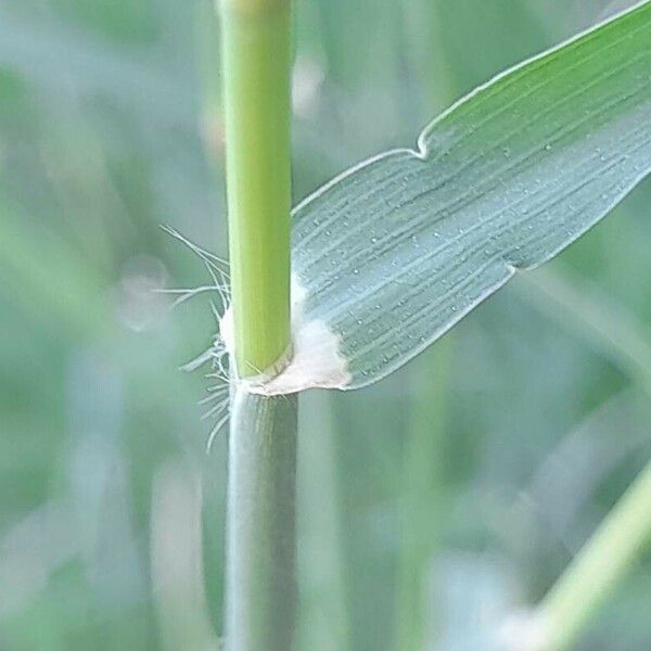 Chloris barbata Leaf