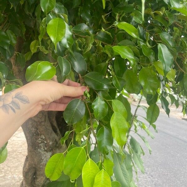 Ficus retusa Folha