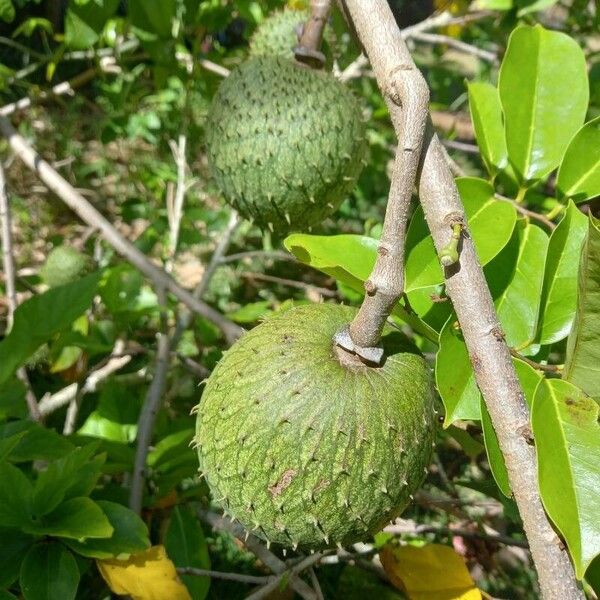 Annona muricata Плід