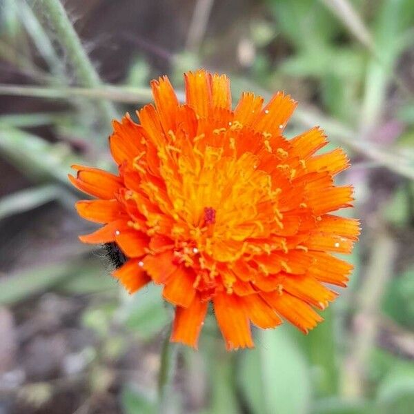 Pilosella aurantiaca Flower