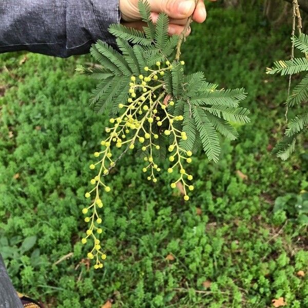 Acacia decurrens পাতা