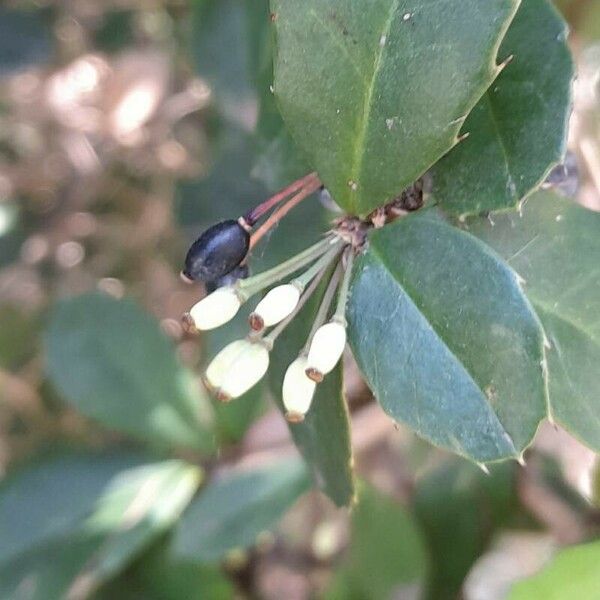 Berberis julianae Fruit