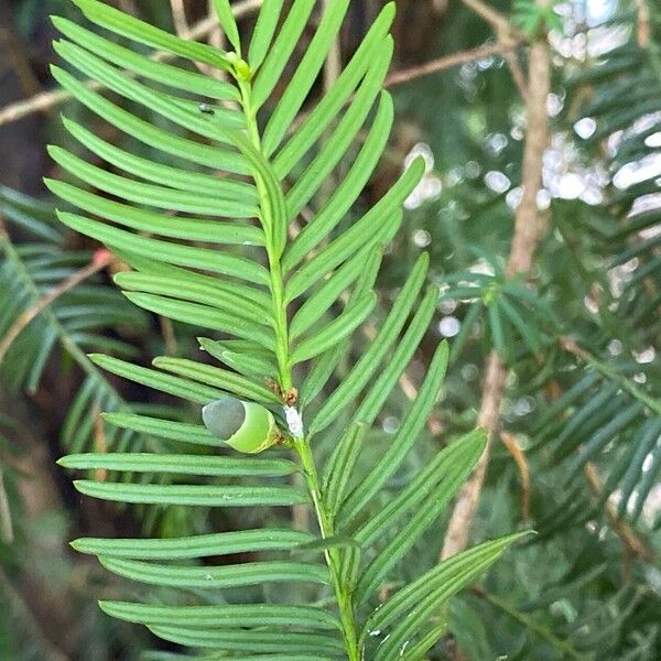 Taxus baccata Leht