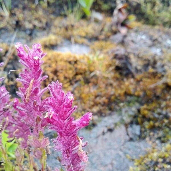 Neobartsia laniflora 花