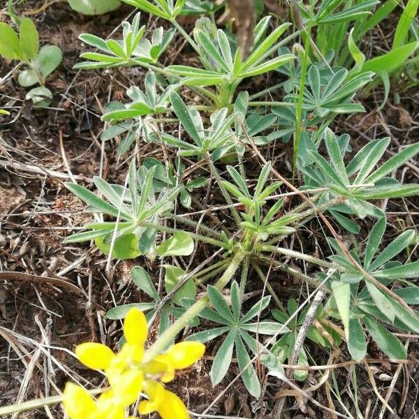 Lupinus luteus Blad