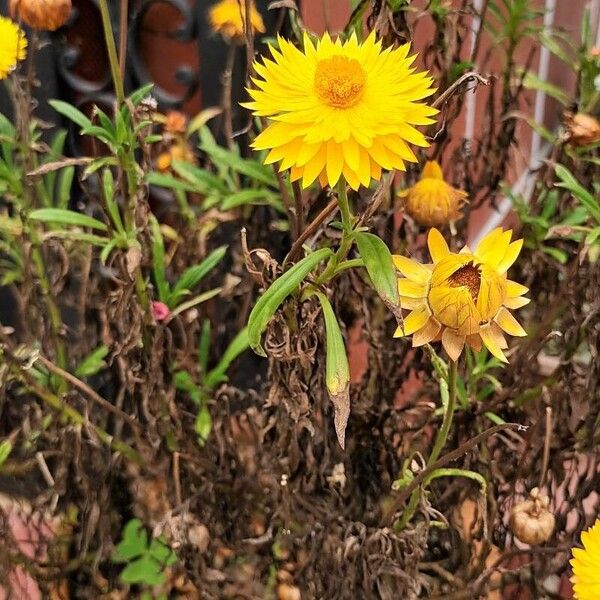 Xerochrysum bracteatum Flors