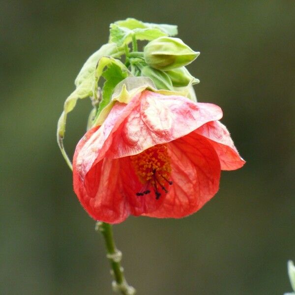 Abutilon striatum Flower