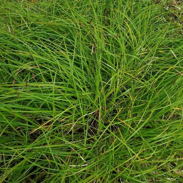 Carex eburnea Blad