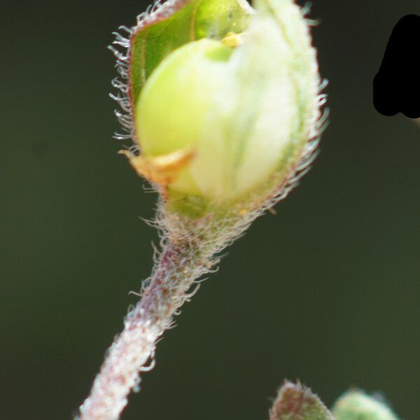 Helianthemum aegyptiacum 果實