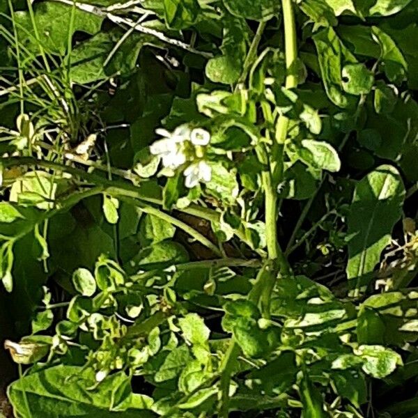 Cardamine flexuosa Blüte