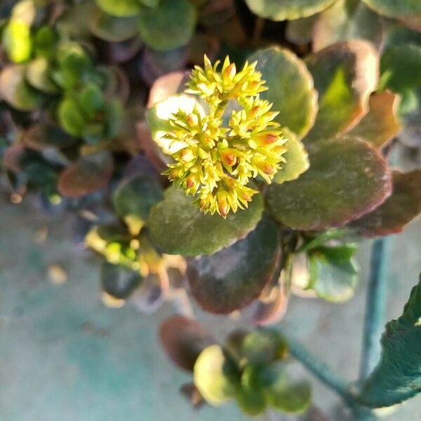 Kalanchoe blossfeldiana Kvet