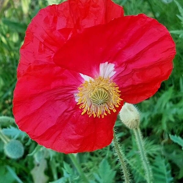 Papaver croceum Floro