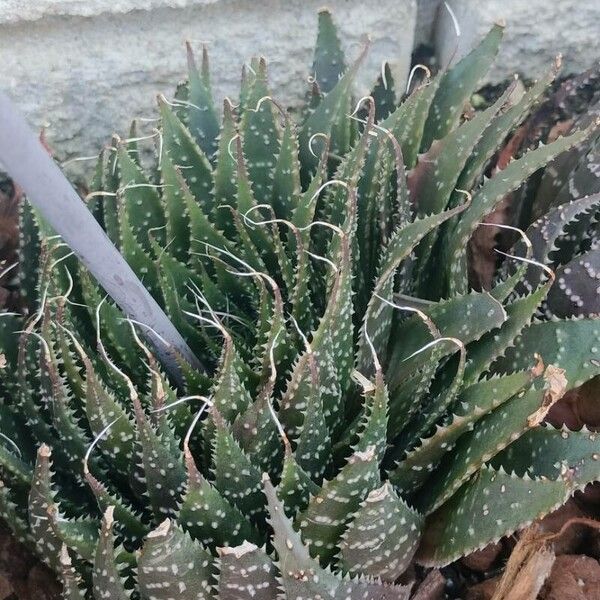 Aloe aristata Цвят