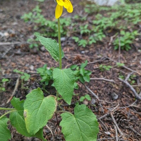 Arnica cordifolia Vekstform