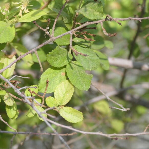 Grewia flavescens Leaf