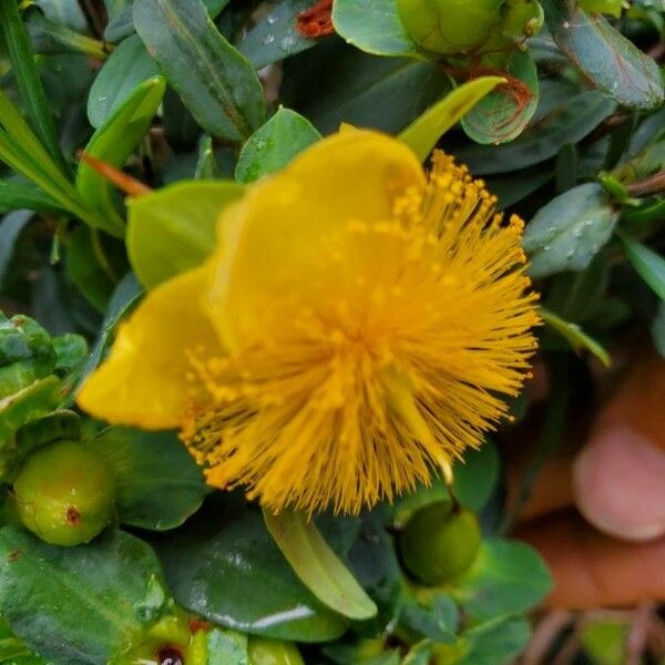 Hypericum frondosum Flower