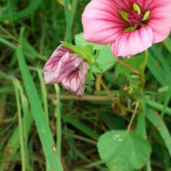 Malope trifida Квітка