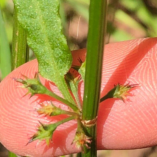 Rumex brownii Leaf