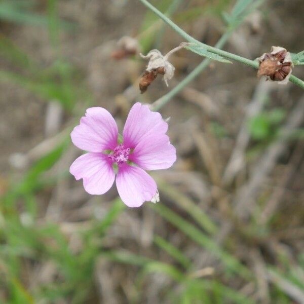 Althaea cannabina Кветка