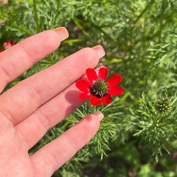 Adonis annua Flower