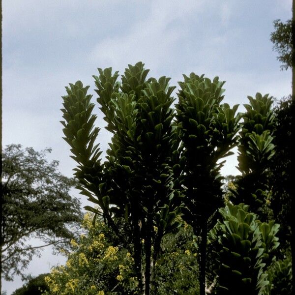 Euphorbia neriifolia Casca