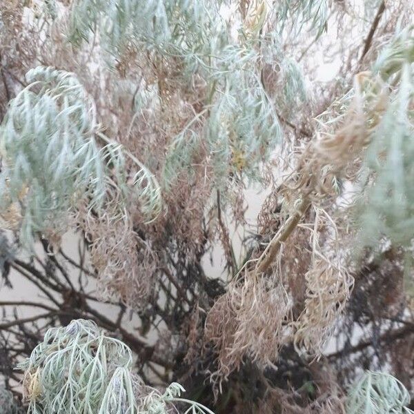 Artemisia pontica Levél