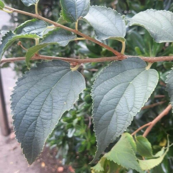 Celtis africana Folha