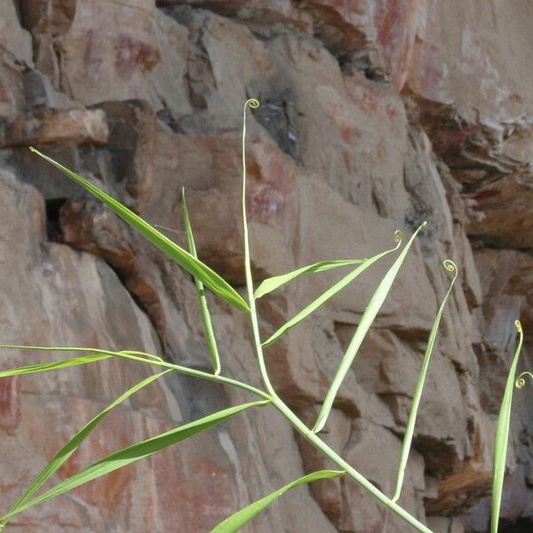 Flagellaria indica Leaf