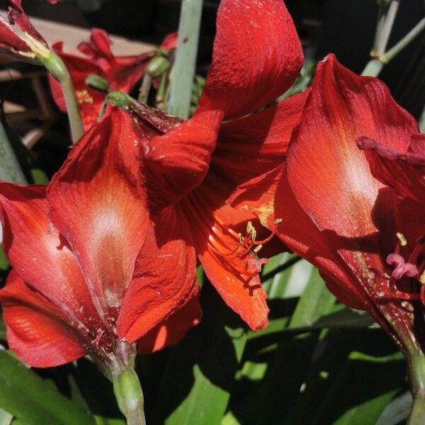 Hippeastrum reginae 花