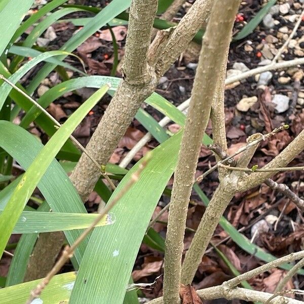 Forsythia suspensa Rhisgl