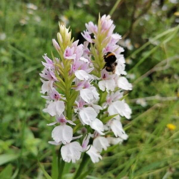 Dactylorhiza foliosa Kwiat