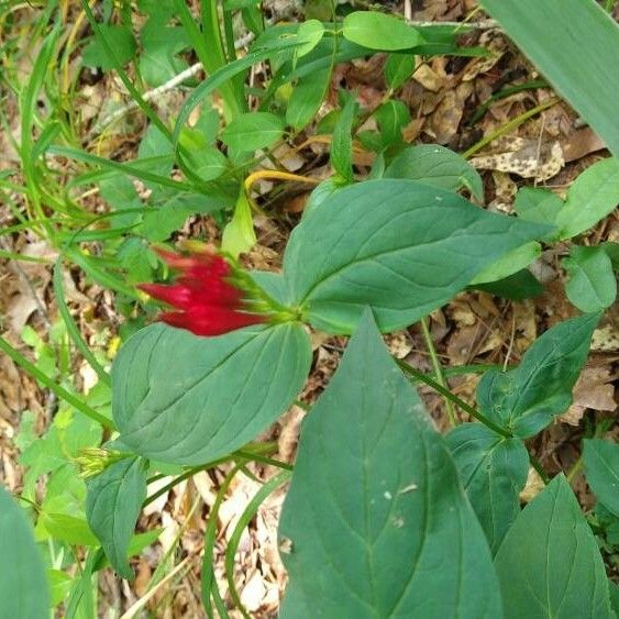 Spigelia marilandica Blomst