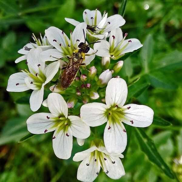 Cardamine amara Flower