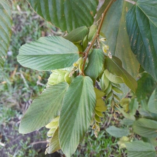 Flemingia strobilifera ഇല